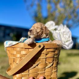 Labradoodle and Poodle Puppies from PawfectBud
