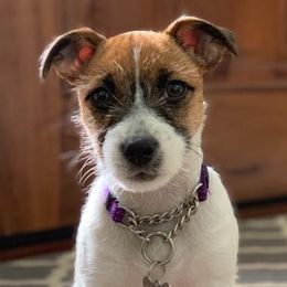 Russell Terriers from Pumpkin Patch Terriers