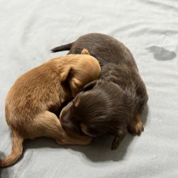 Dachshund Puppies from Johnson’s Weiner Farm