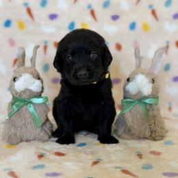 Ms. Yellow - Black female Labrador Retriever puppy in Overton, Nevada from Sinfully Sweet Kennel