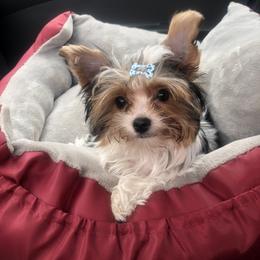 Yorkshire Terrier Puppies from Jackie Jenny’s Precious Yorkies