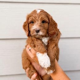 Blitz - Parti male Goldendoodle puppy in Columbia, South Carolina from Glittering Grace Goldendoodles
