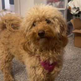 Hazel - Goldendoodle