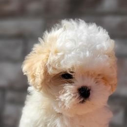 Shichon and Shihpoo Puppies from Pilot Hill Teddy Bear Puppies
