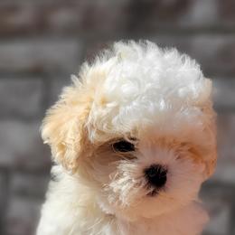 Shichon and Shihpoo Puppies from Pilot Hill Teddy Bear Puppies