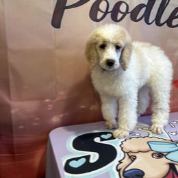 Zane - Parti male Poodle puppy in Mobile, Alabama from Semmy’s Standard Poodle LLC