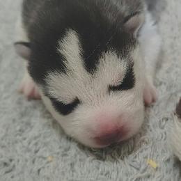 1 Johnny Cash (Reserved till 8 weeks old show evaluation) - Black and white male Siberian Husky puppy in Heppner, Oregon from Yuki Ookami Show Kennel