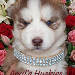 Girl 1 - Red and white female Siberian Husky puppy in Terre Haute, Indiana from April's Huskies