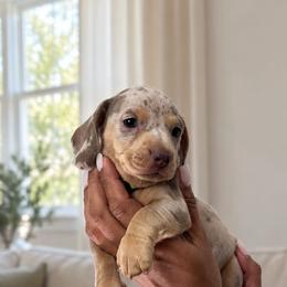 Mclaren - Dapple male Dachshund puppy in Boston, Massachusetts from London’s puppies