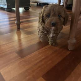 Wade - Red male Cavapoo puppy in Mint Hill, North Carolina from DoodleForever