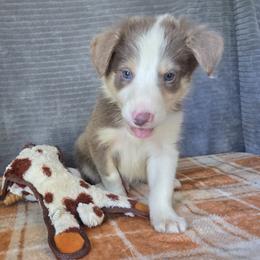 Colby - Lilac male Border Collie puppy in Gary, Indiana from Lake Ridge Border Collies