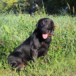 Bull - Labrador Retriever