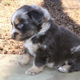 Teddy - Red merle male Australian Shepherd puppy in Macon, Georgia from Shaina’s Shepherds