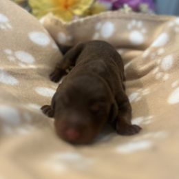Doberman Pinscher Puppies from Odremans Dobermans