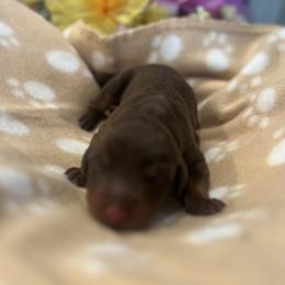 Doberman Pinscher Puppies from Odremans Dobermans