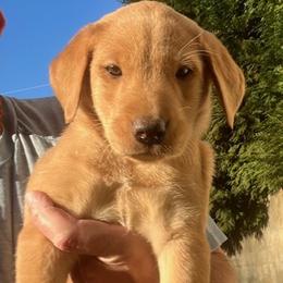 Purple collar female - Yellow female Labrador Retriever puppy in Stokesdale, North Carolina from Belews Creek Gundogs