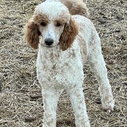 GiGi - Bernedoodle