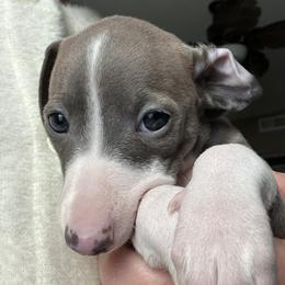 Italian Greyhound puppies from Shanda's Italian Greyhounds