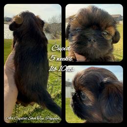 Cupid - Red male Shih Tzu puppy in Maize, Kansas from Air Capital Shih Tzu Puppies