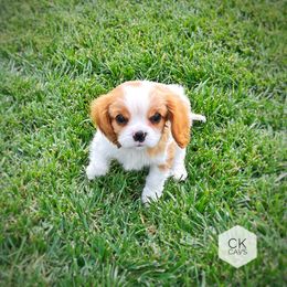 Cavalier King Charles Spaniel Puppies from Chris & Katie Cavaliers