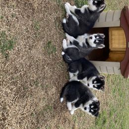 Siberian Huskies from North Node