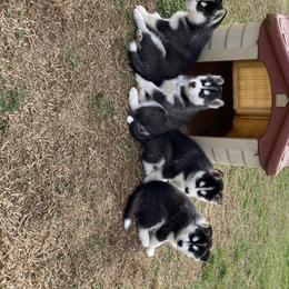 Siberian Huskies from North Node