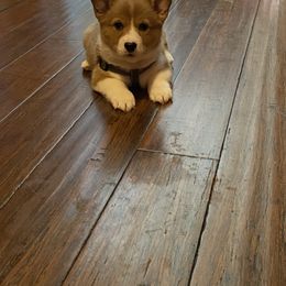 Pembroke Welsh Corgi Puppies from Em-K Corgi’s