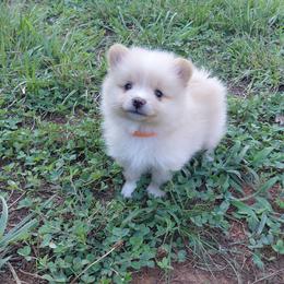 Boy 1 - Blue parti male Pomeranian puppy in Linwood, North Carolina from My Tiny Paws