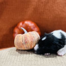 Shetland Sheepdog Puppies from Southern Charm Sheltie Farm