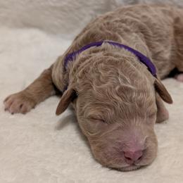 Purple - Apricot female Goldendoodle puppy in Midland, North Carolina from Alger Farm, LLC