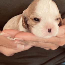 Archie - Blenheim male Cavalier King Charles Spaniel puppy in Elizabethtown, Kentucky from Middle Creek Ranch