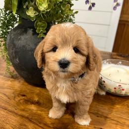 Ranger - Apricot male Goldendoodle puppy in Rienzi, Mississippi from Saddle Hill Farms