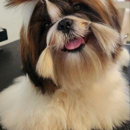 Poodle and Shih Tzu All Grown Up from Ganna Sultan