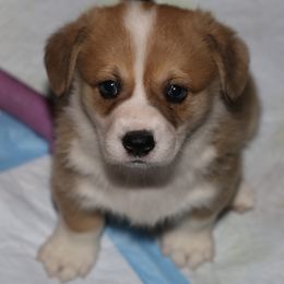 Pembroke Welsh Corgi Puppies from Mountain Maryland Corgis