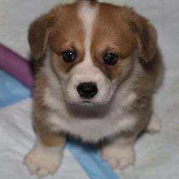 Pembroke Welsh Corgi Puppies from Mountain Maryland Corgis