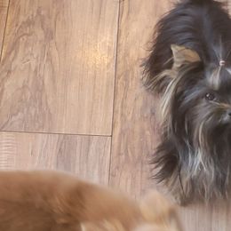 Chihuahua and Yorkshire Terrier Puppies from Royalty Tracks 👑🐾