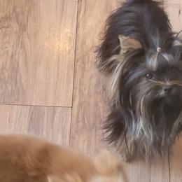 Chihuahua and Yorkshire Terrier Puppies from Royalty Tracks 👑🐾