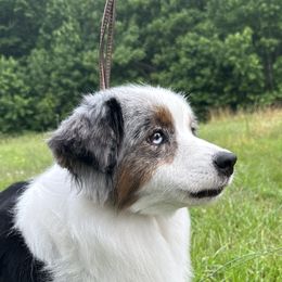 Tulsa - Miniature Australian Shepherd