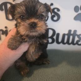 Anchor - Black and tan male Yorkshire Terrier puppy in Clermont, Florida from Bella's Prissy Butts