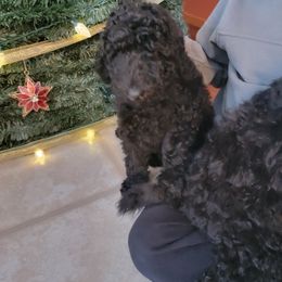 Poodle Puppies from Pop's  Poodle Pups