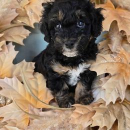 Pluto - Black tri-color male Aussiedoodle puppy in Prescott Valley, Arizona from Ramirez Family Doodles