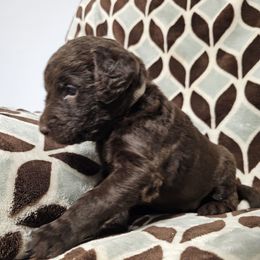 Ahsoka - Chocolate female Labradoodle puppy in Lansing, North Carolina from Murphy Manor Mountain Doodles