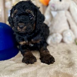 Aussiedoodle, Bernedoodle, Goldendoodle, and Poodle Puppies from Vallevistadoodles