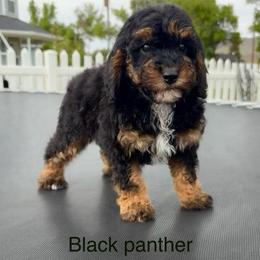Black panther - Phantom male Poodle puppy in Henefer, Utah from Mountain Valley Poodles