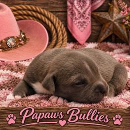 Talia - Blue female American Bully puppy in El Paso, Texas from PaPaws Gotta Love It Kennels