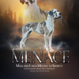 Menace - Great Dane