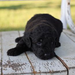 Peter - Black male Whoodle puppy in West Bend, Iowa from Blue Skies Terriers