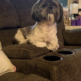 Shih Tzu puppies from L&L Euro Boxers and Small Town Shih Tzus