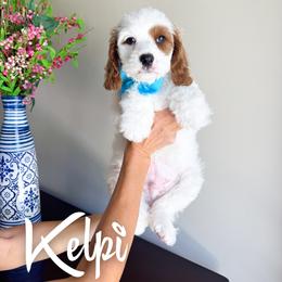 Kelpi - White male Cavapoo puppy in South Jordan, Utah from Wonderful World Doodles