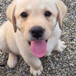 Bryce Royal Blue collar - Yellow male Labrador Retriever puppy in Greenwich, Ohio from Pure Gem Kennel